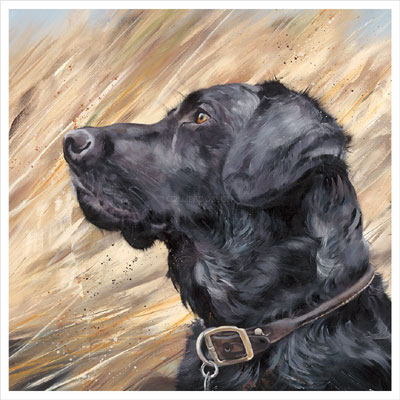 Black-Labrador-in-Reeds