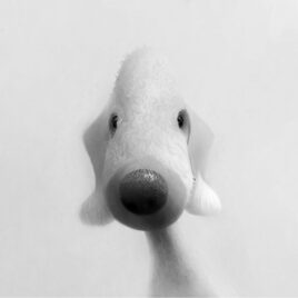 Beddy, by Stephen Hanson