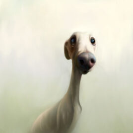 SH Rufus
